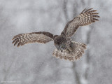 GreatGrayOwl49c5820.jpg