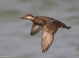 BlackScoter17c7347.jpg