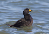 BlackScoter19c7206.jpg