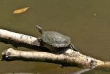 Turtle sunning