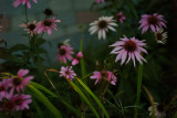 Garden at Dusk