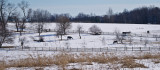 Grazing in the snow