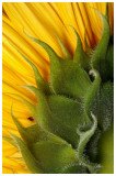 store_bought_sunflower