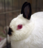 Sabrina, female Himalayan