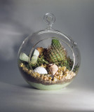 Cactus Terrarium