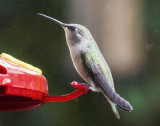 Female Anas Hummingbird