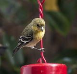 American Goldfinch sporting their winter yellow feathers.