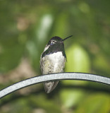 Costas Hummingbird, male