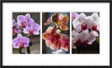 Orchid Triptych