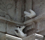  White doves Monte Cassino