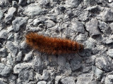Rousay island_hairy orange caterpillar_maybe Garden Tiger moth