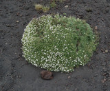 Vegetation in Lower Silvestri crater