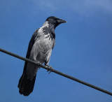  Hooded or House crow