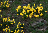 Hieropolis_yellow relative of snowdrop