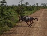  Nyasa Wildebeest galloping across track