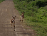 Impala fleeing