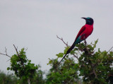 Carmine Bee Eater