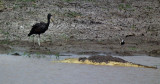 Open Billed Stork, Crocodile and _plovery thing