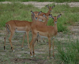 Four Impala