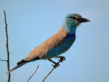 Eurasian Roller