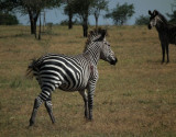 Two Zebra_one injured