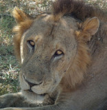 Male Lion