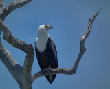  African Fish Eagle Lake Tagalala