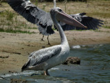 Great White Pelican_Lake Tagalala