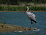 Yellow Billed Stork_Lake Tagalala