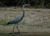  Grey Heron_Lake Tagalala
