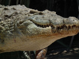 Big Croc_last into Lake Tagalala