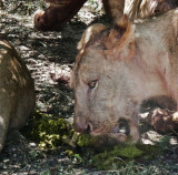 Lion feasting on impala entrails (the green stuff is the stomach contents of the impala)