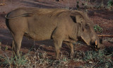 Warthog 