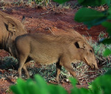 Baby Warthog