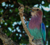  Lilac Breasted Roller in tree