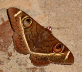 Moth  in bar