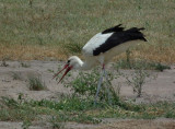 White Stork 