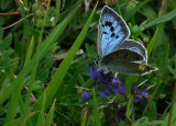 Large Blue butterfly_Daneway Banks