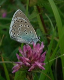 Large Blue butterfly profile_Daneway Banks
