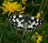 Marbled White butterflies mating_Daneway Banks