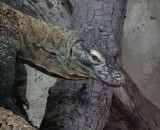 Durrell WLP_Komodo Dragon