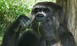 Durrell WLP_Western Lowland Gorilla 