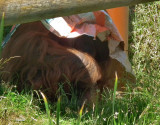 Durrell WLP_Male Orangutan using a newspaper sunshade