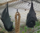 Durrell WLP_Livingstones Bats