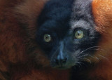 Durrel WLP_Red Ruffed Lemur 