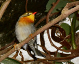 Durrell wildlife park_Pekin Robin