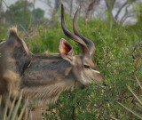 Male Greater Kudu grazing with red billed oxpecker