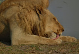 Male lion licking injured paw