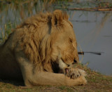 male lion with damaged claw (in pink)