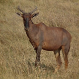 Tsessebe (fastest antelope)